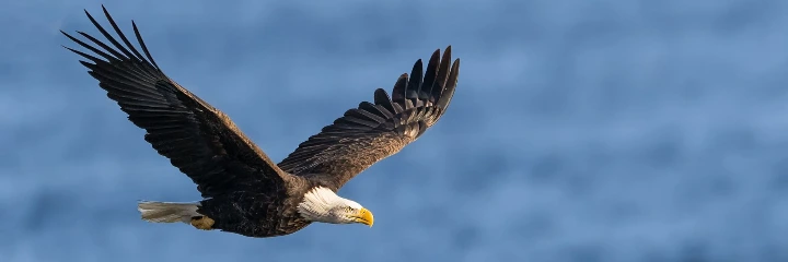 Arend in volle vlucht, het beeld achter de naam Arend Group